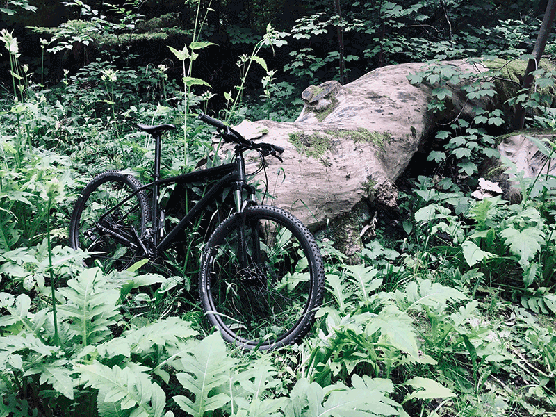 Cannondale Trail 8 Review: An Excellent Beginner-Friendly MTB