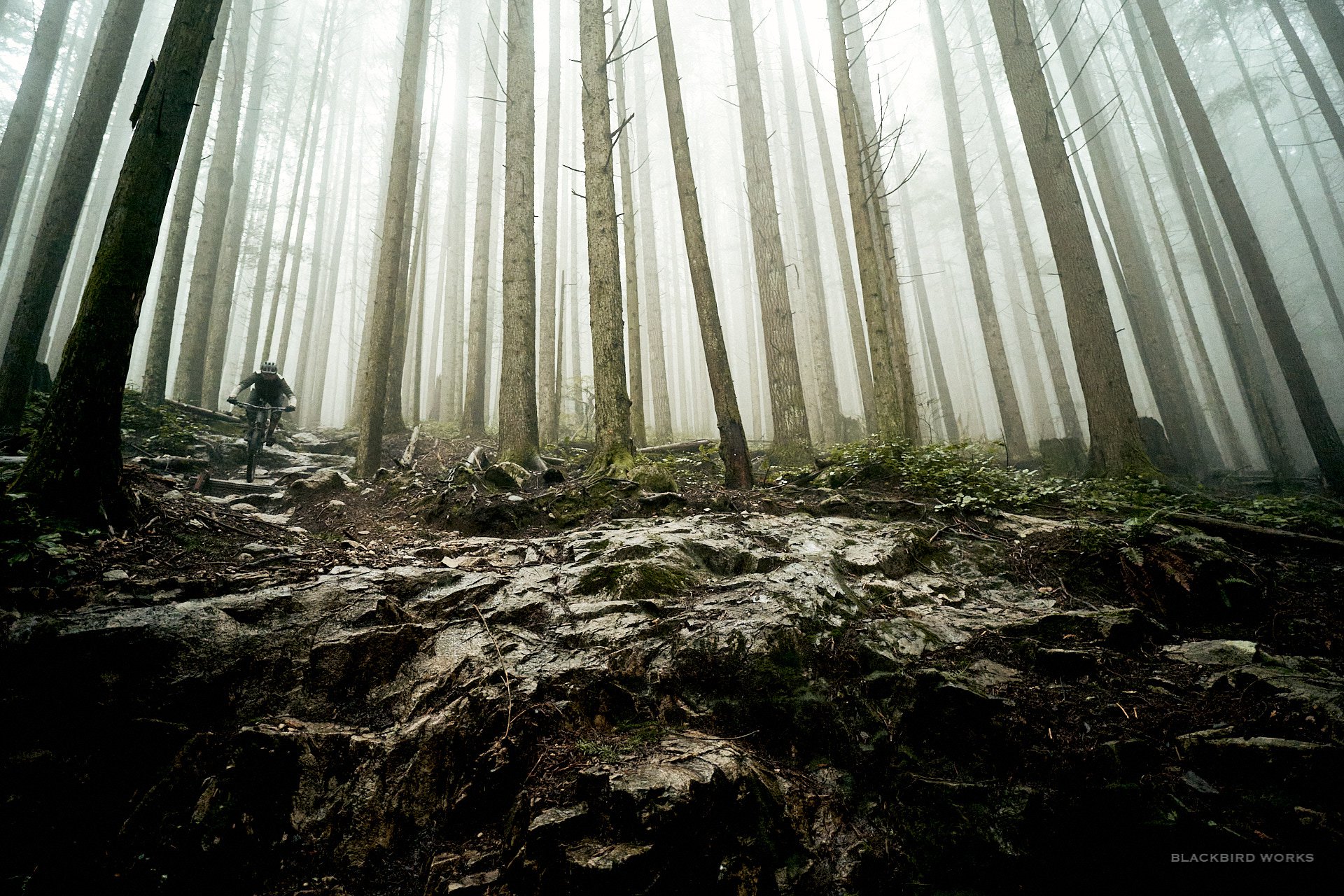 2021 Norco Shore 1 - Review