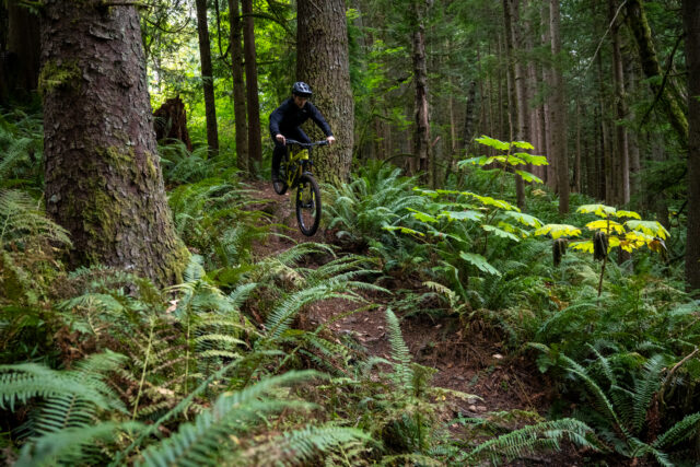 Pivot Firebird V5 - Blister Review